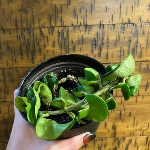 hoya carnosa compacta